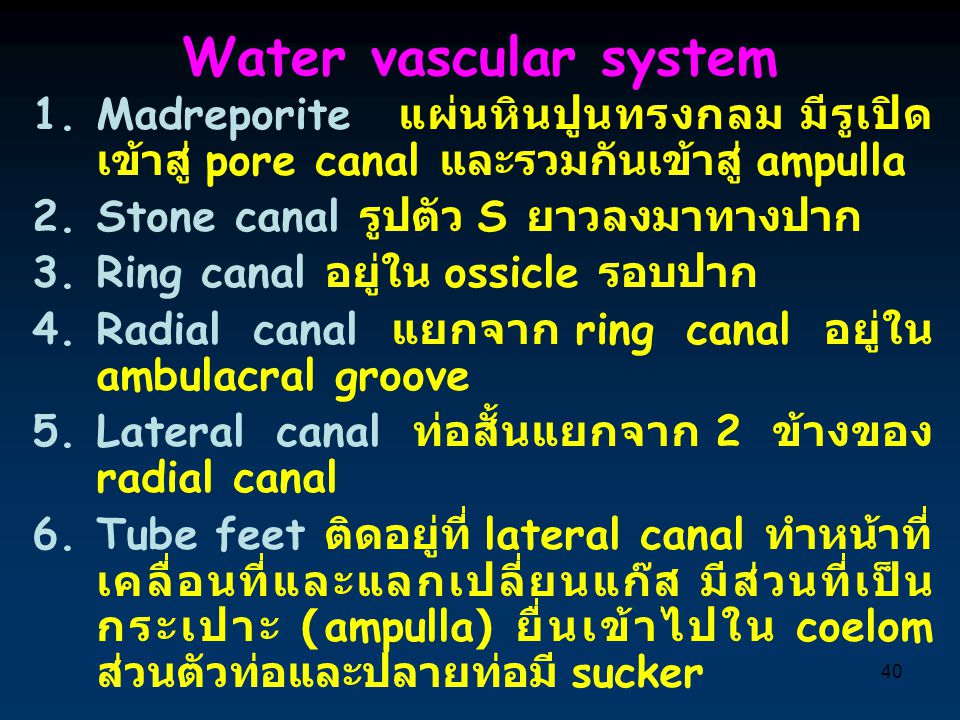 Water vascular system Madreporite แผ่นหินปูนทรงกลม มีรูเปิดเข้าสู่ pore canal และรวมกันเข้าสู่ ampulla.
