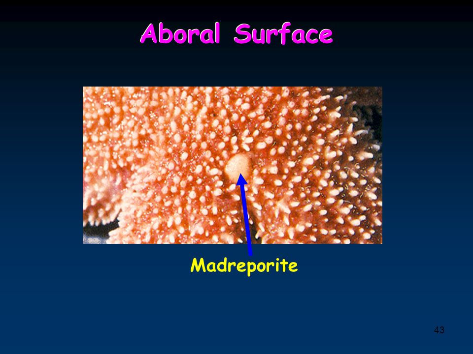 Aboral Surface Madreporite