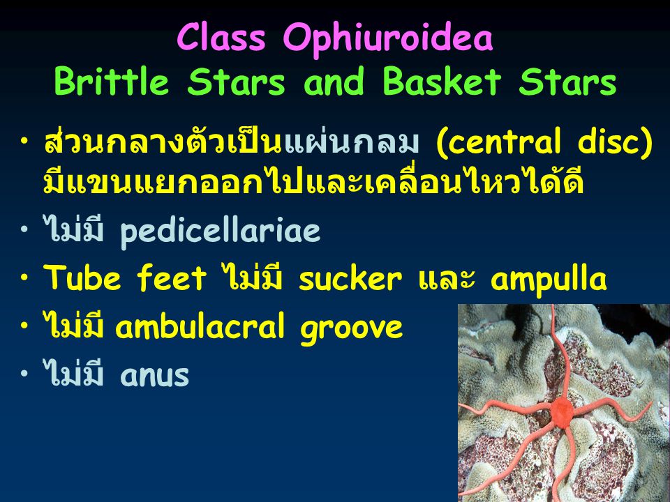 Class Ophiuroidea Brittle Stars and Basket Stars