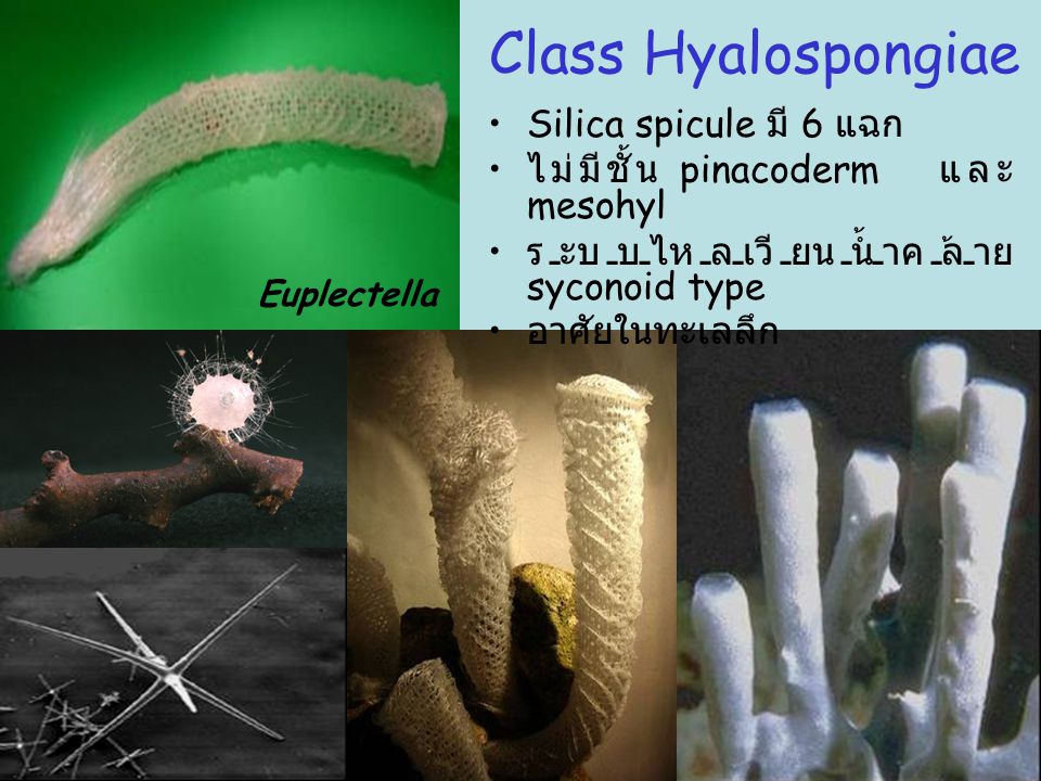 Class Hyalospongiae Silica spicule มี 6 แฉก