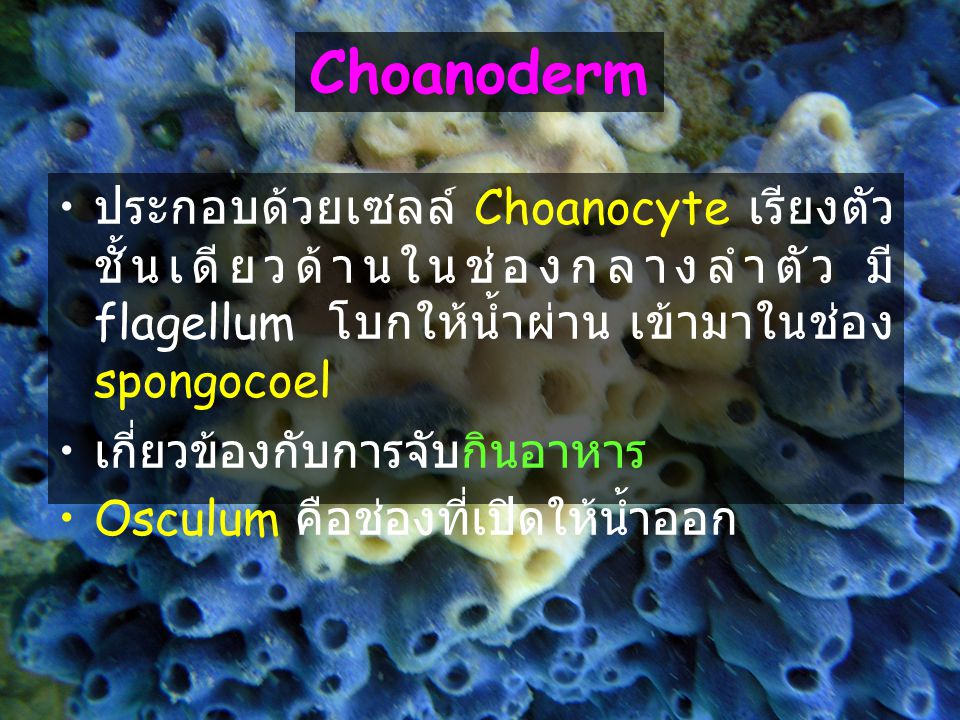 Choanoderm ประกอบด้วยเซลล์ Choanocyte เรียงตัวชั้นเดียวด้านในช่องกลางลำตัว มี flagellum โบกให้น้ำผ่าน เข้ามาในช่อง spongocoel.