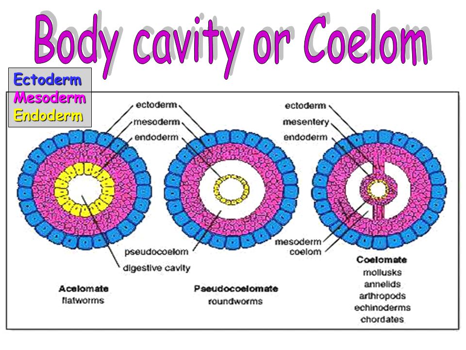 Body cavity or Coelom Ectoderm Mesoderm Endoderm