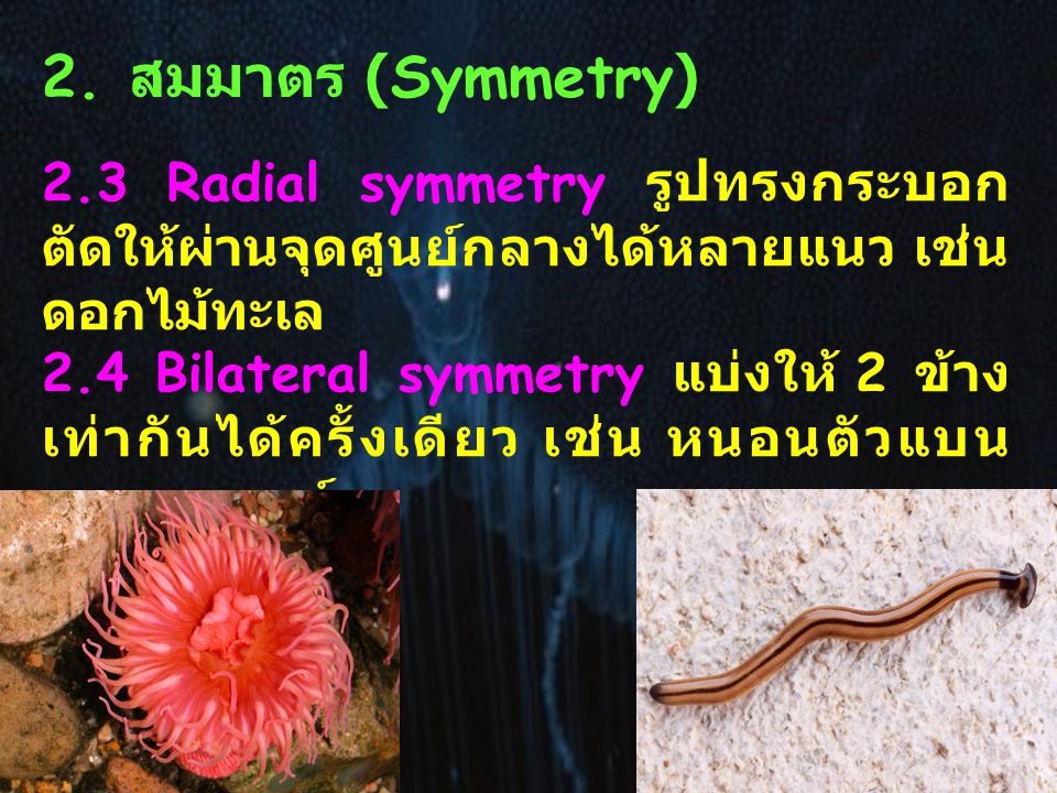 2. สมมาตร (Symmetry) 2.3 Radial symmetry รูปทรงกระบอก ตัดให้ผ่านจุดศูนย์กลางได้หลายแนว เช่น ดอกไม้ทะเล.