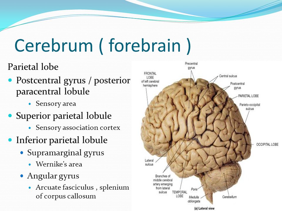 Cerebrum ( forebrain ) Parietal lobe