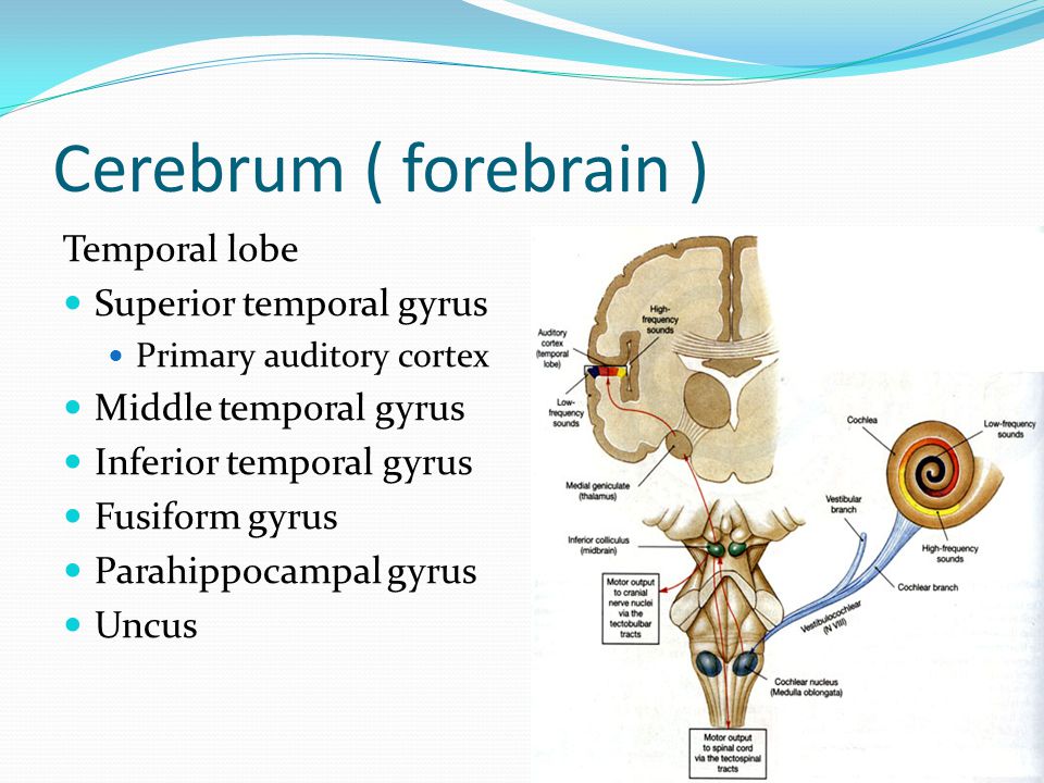 Cerebrum ( forebrain ) Temporal lobe Superior temporal gyrus