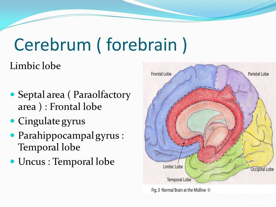 Cerebrum ( forebrain ) Limbic lobe