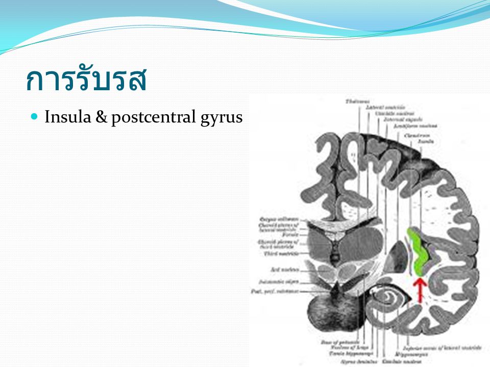 การรับรส Insula & postcentral gyrus