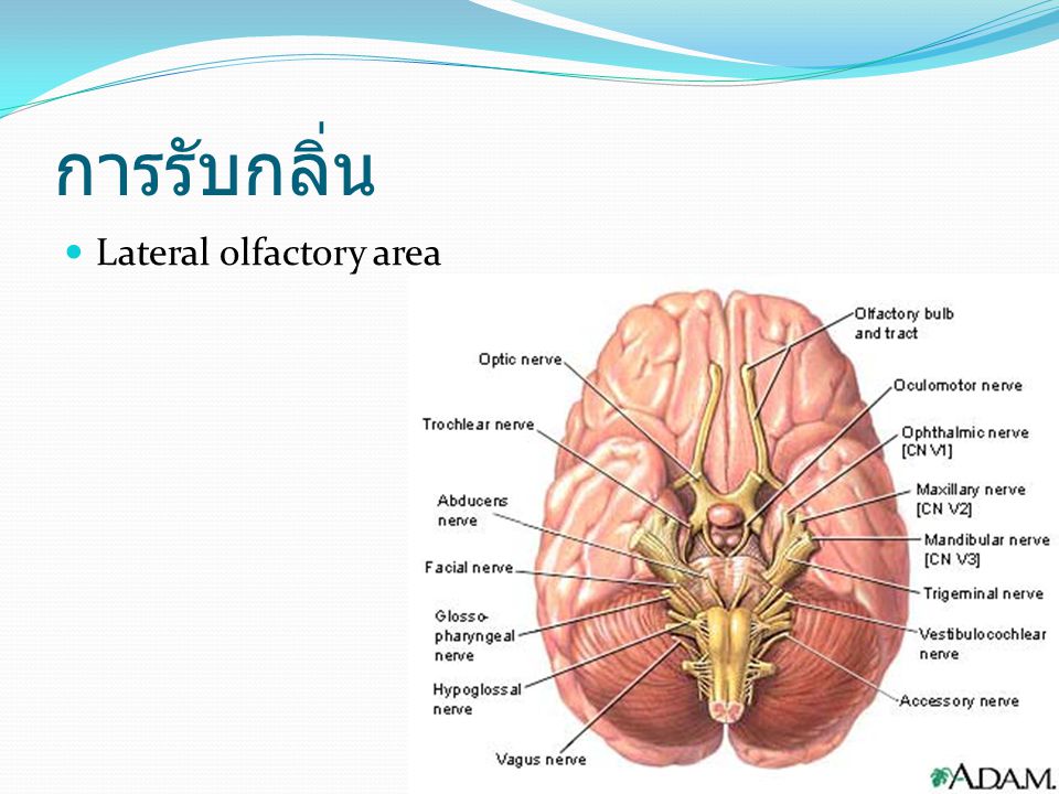 การรับกลิ่น Lateral olfactory area