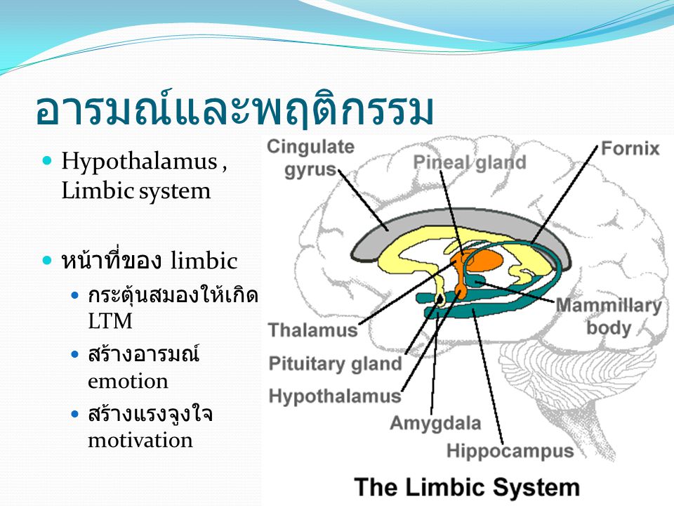 อารมณ์และพฤติกรรม Hypothalamus , Limbic system หน้าที่ของ limbic