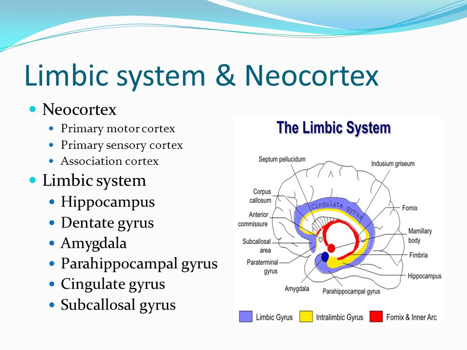 Limbic system & Neocortex