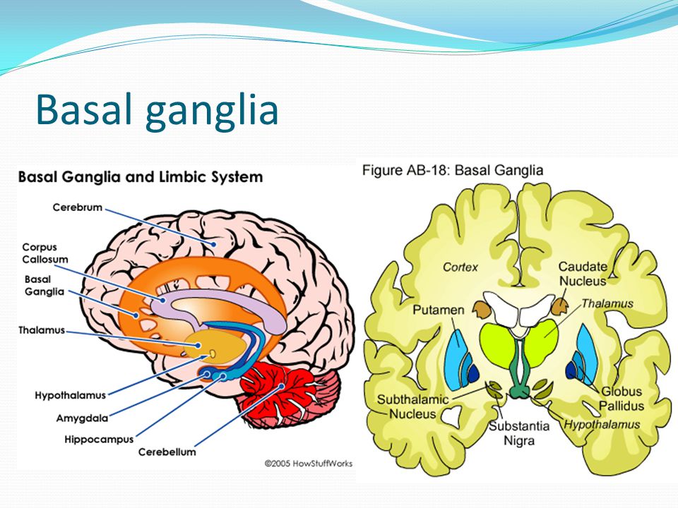 Basal ganglia