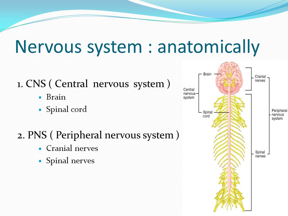 Nervous system : anatomically
