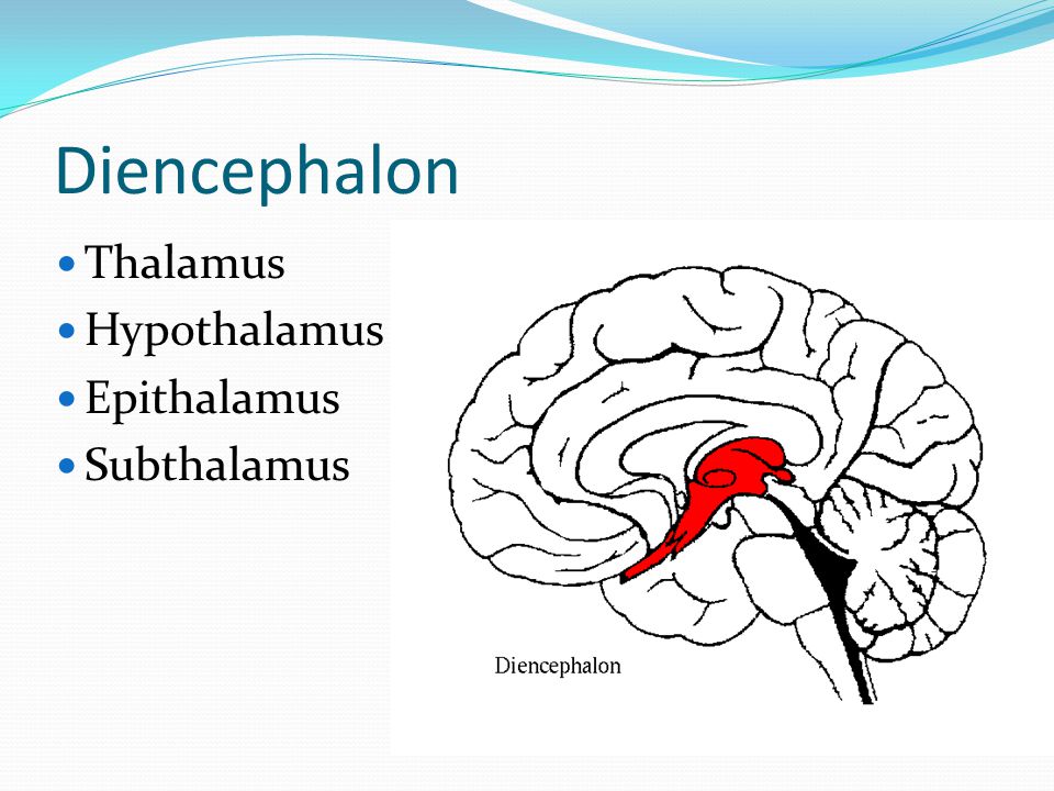 Diencephalon Thalamus Hypothalamus Epithalamus Subthalamus