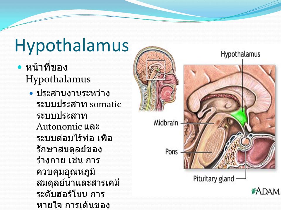 Hypothalamus หน้าที่ของ Hypothalamus