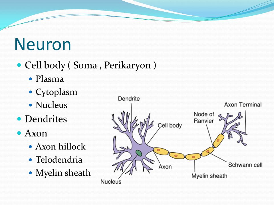 Neuron Cell body ( Soma , Perikaryon ) Dendrites Axon Plasma Cytoplasm