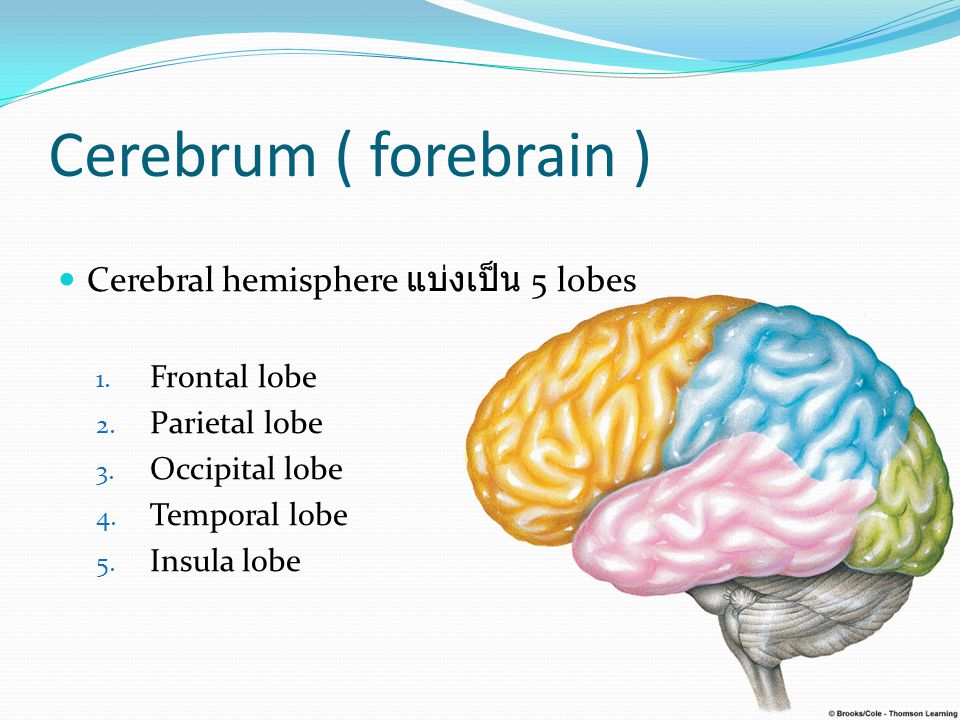 Cerebrum ( forebrain ) Cerebral hemisphere แบ่งเป็น 5 lobes