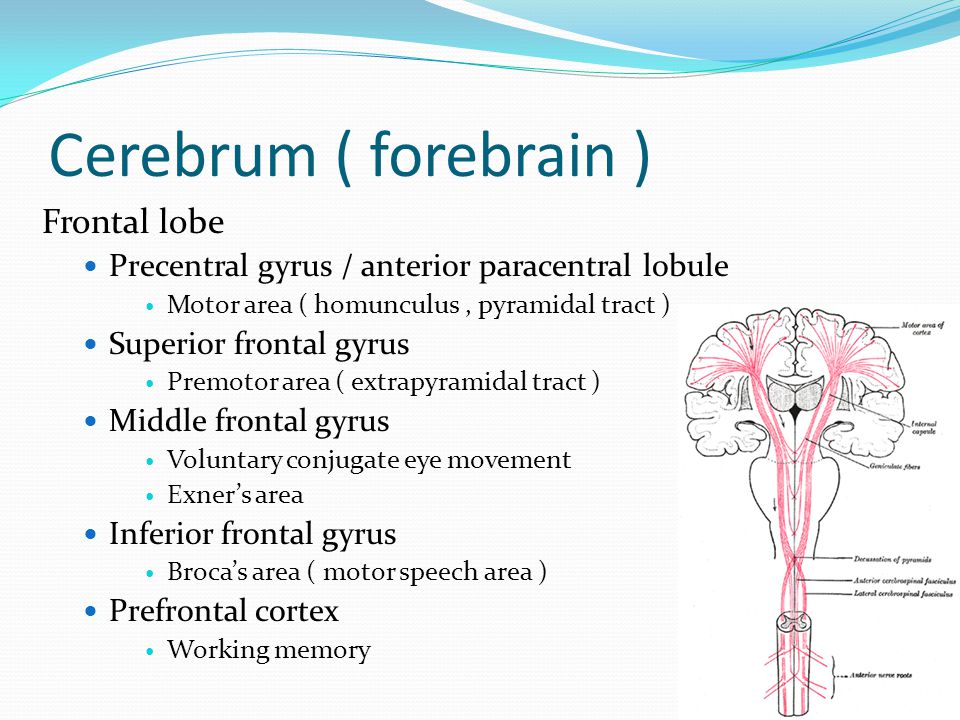 Cerebrum ( forebrain ) Frontal lobe