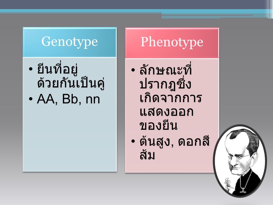 Genotype ยีนที่อยู่ด้วยกันเป็นคู่ AA, Bb, nn. Phenotype. ลักษณะที่ปรากฎซึ่งเกิดจากการแสดงออกของยีน.