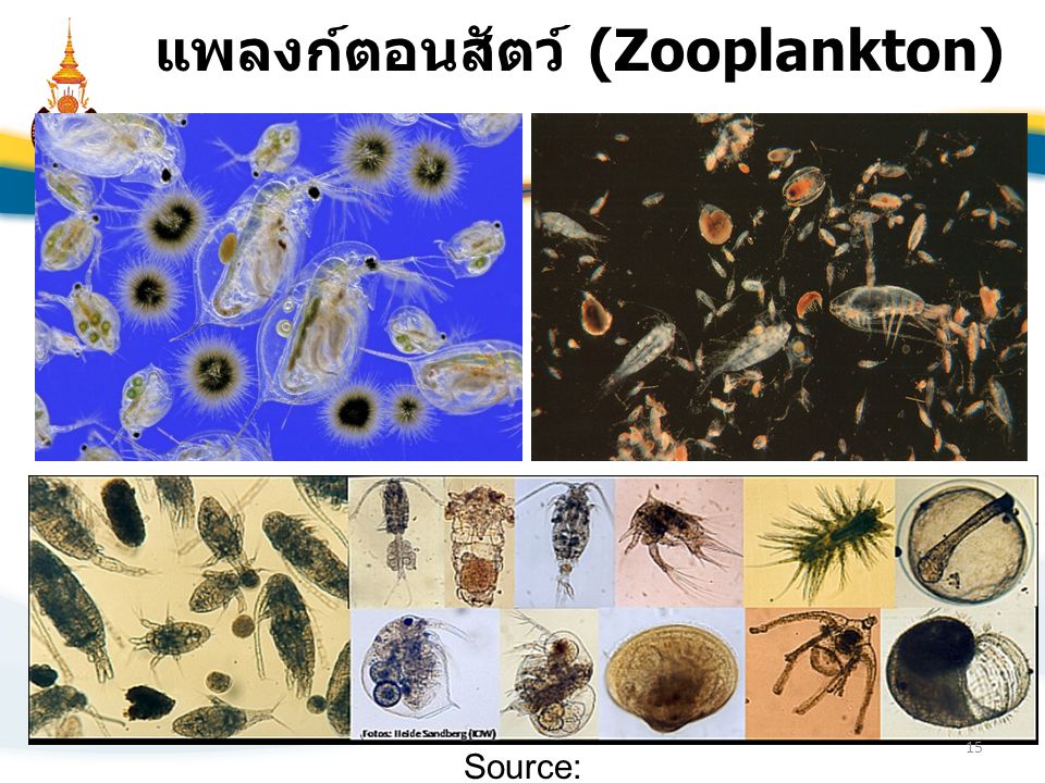 แพลงก์ตอนสัตว์ (Zooplankton)