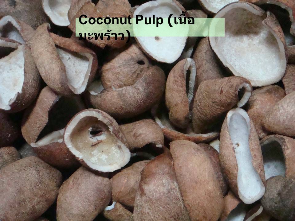 Coconut Pulp (เนื้อมะพร้าว)