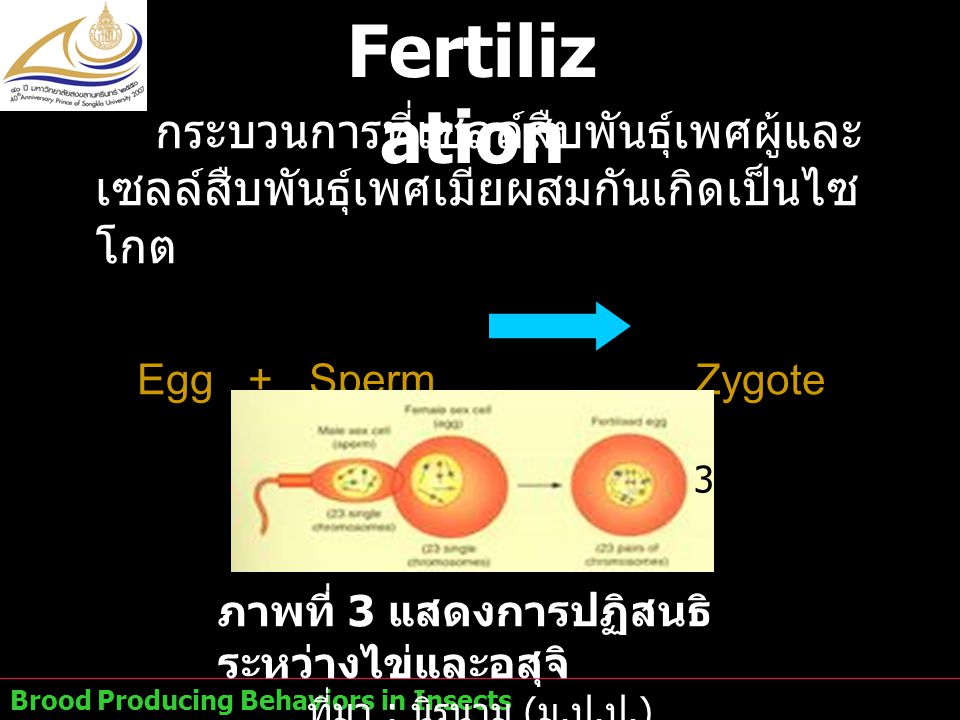 Fertilization กระบวนการที่เซลล์สืบพันธุ์เพศผู้และเซลล์สืบพันธุ์เพศเมียผสมกันเกิดเป็นไซโกต. Egg + Sperm Zygote.
