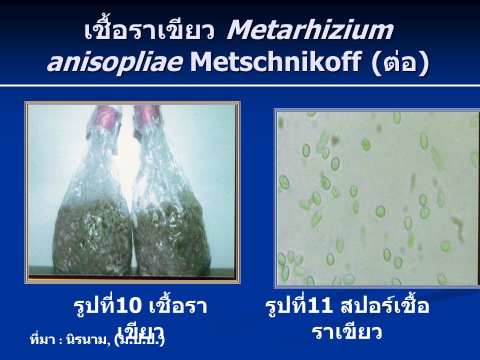 เชื้อราเขียว Metarhizium anisopliae Metschnikoff (ต่อ)