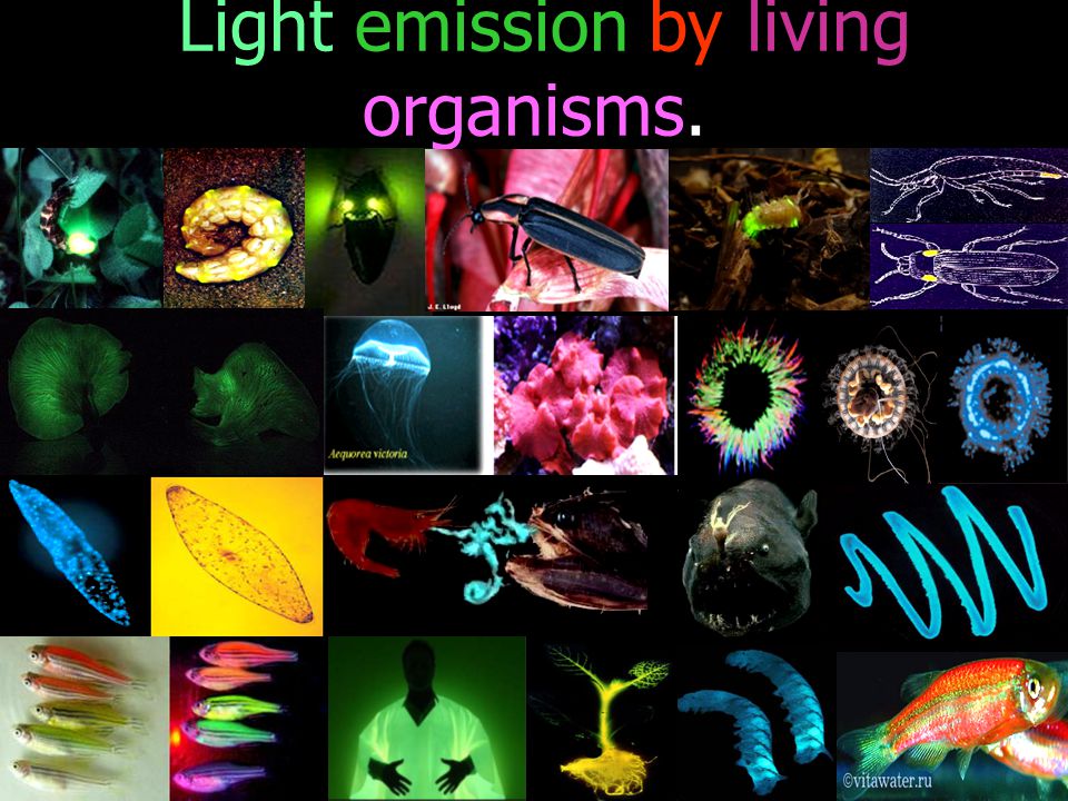 Light emission by living organisms.