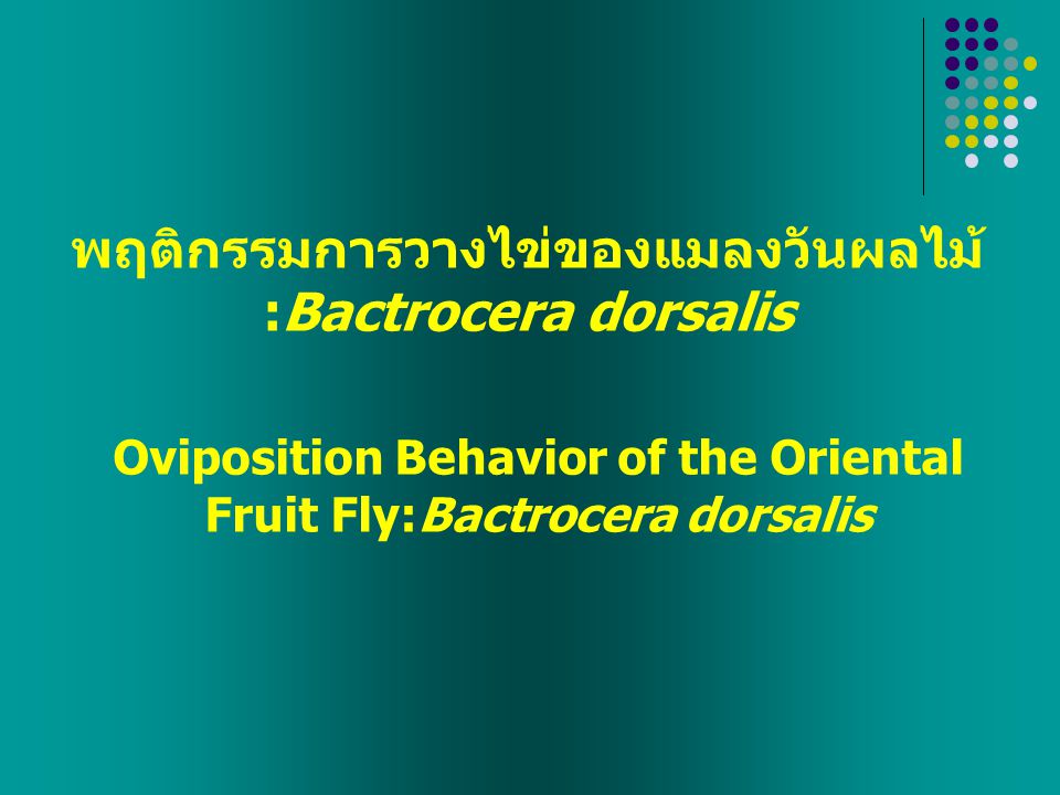 พฤติกรรมการวางไข่ของแมลงวันผลไม้ :Bactrocera dorsalis