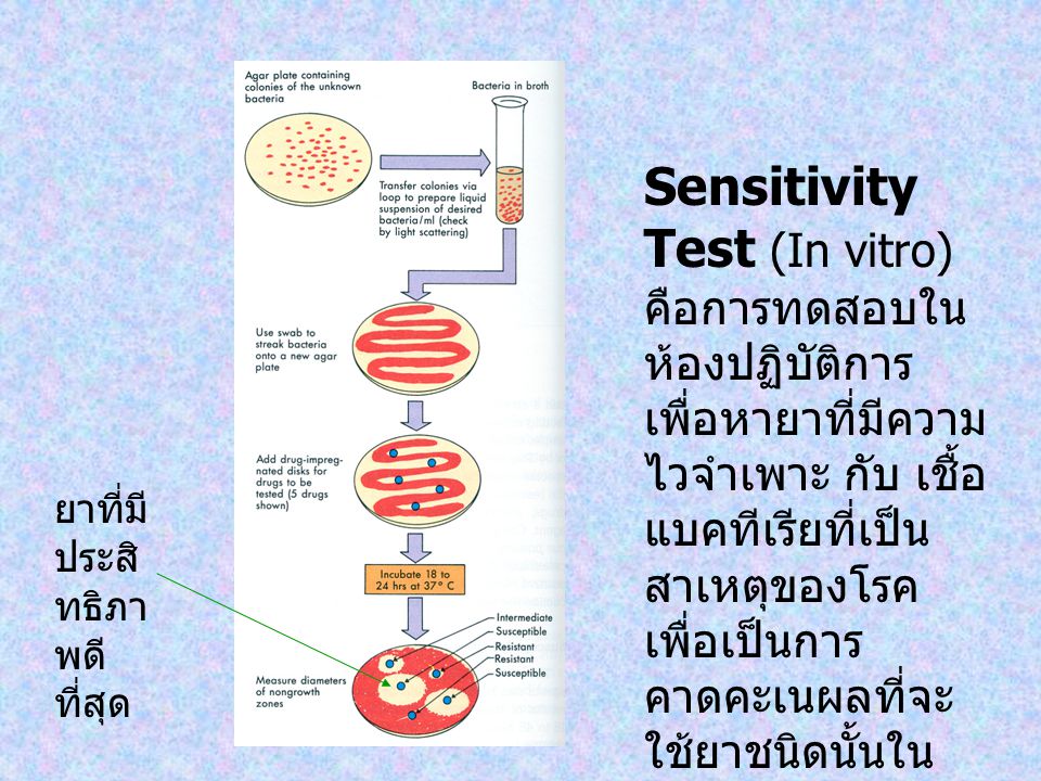 Sensitivity Test (In vitro) คือการทดสอบในห้องปฏิบัติการ เพื่อหายาที่มีความไวจำเพาะ กับ เชื้อแบคทีเรียที่เป็นสาเหตุของโรคเพื่อเป็นการคาดคะเนผลที่จะใช้ยาชนิดนั้นในการรักษาสัตว์ (In vivo)