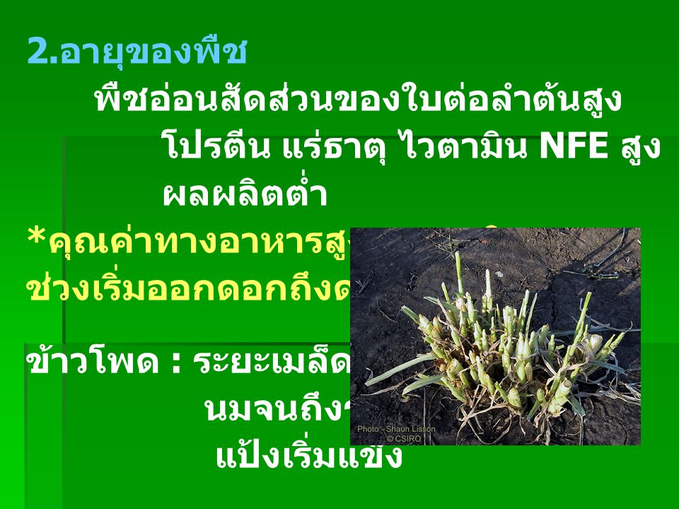 2.อายุของพืช พืชอ่อนสัดส่วนของใบต่อลำต้นสูง. โปรตีน แร่ธาตุ ไวตามิน NFE สูง fiber ต่ำ. ผลผลิตต่ำ.