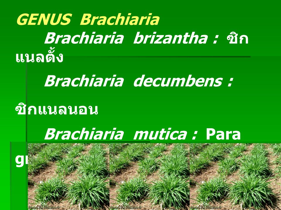 GENUS Brachiaria Brachiaria brizantha : ซิกแนลตั้ง. Brachiaria decumbens : ซิกแนลนอน. Brachiaria mutica : Para grass, Mauritius, หญ้าขน.
