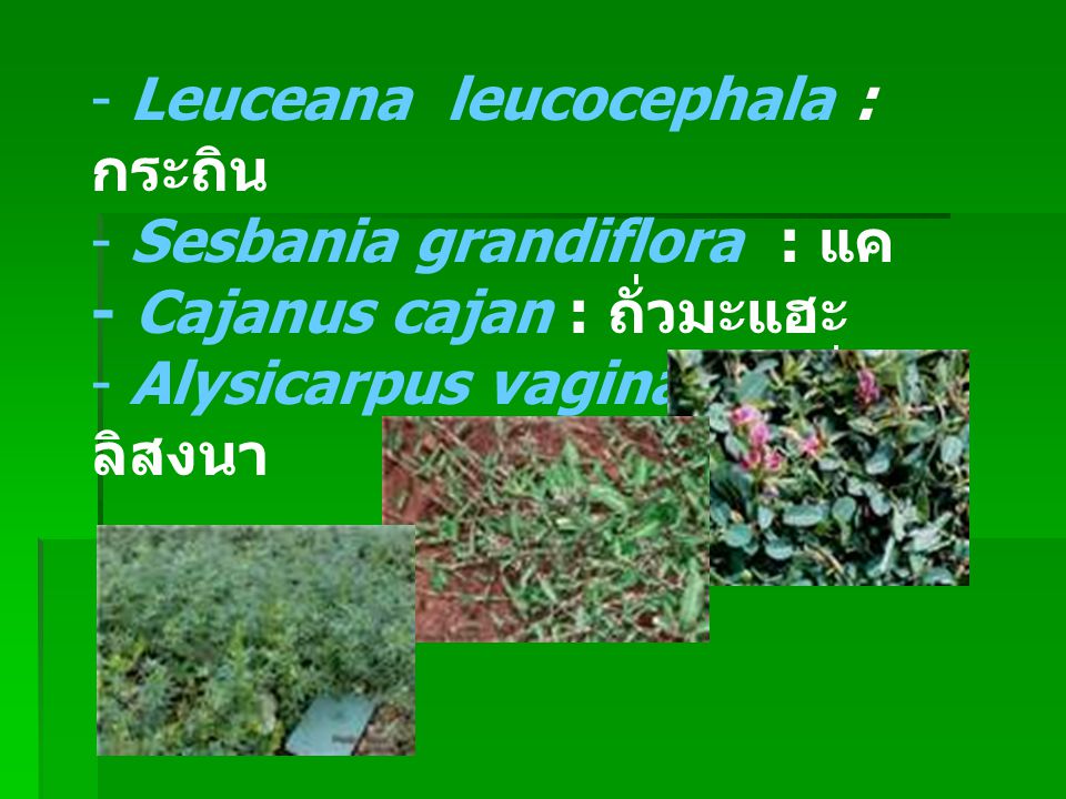 Leuceana leucocephala : กระถิน