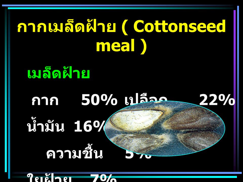 กากเมล็ดฝ้าย ( Cottonseed meal )