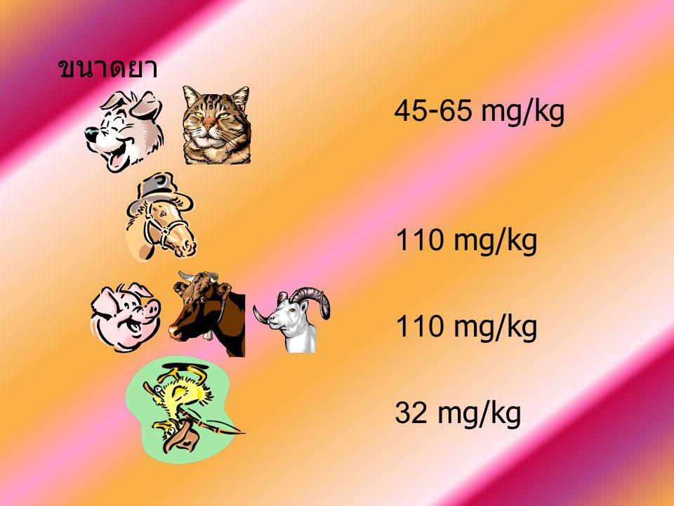ขนาดยา mg/kg 110 mg/kg 32 mg/kg