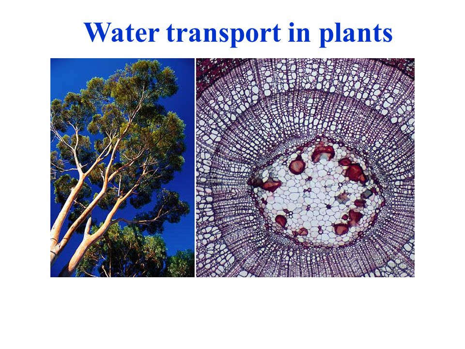 Water transport in plants
