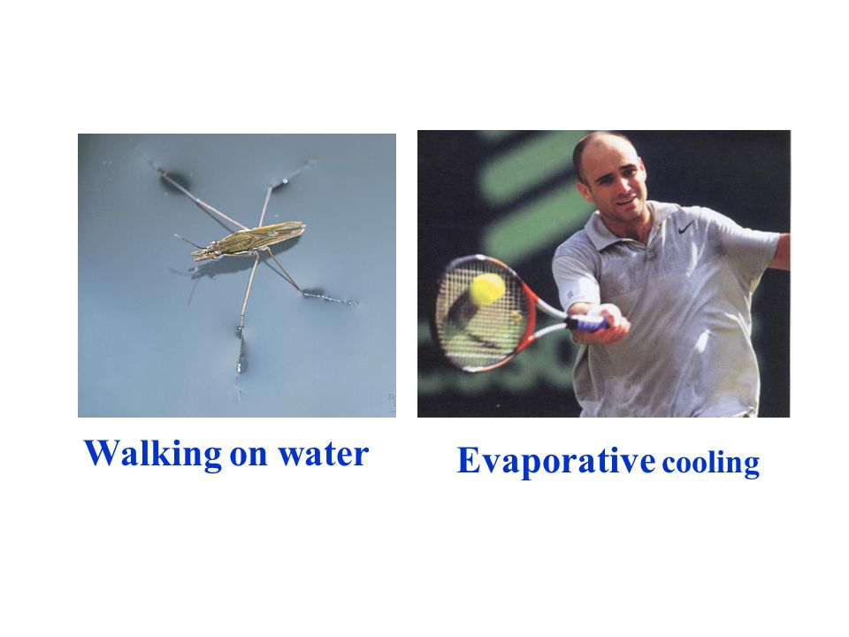 Walking on water Evaporative cooling