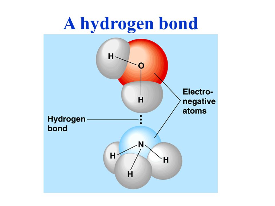 A hydrogen bond