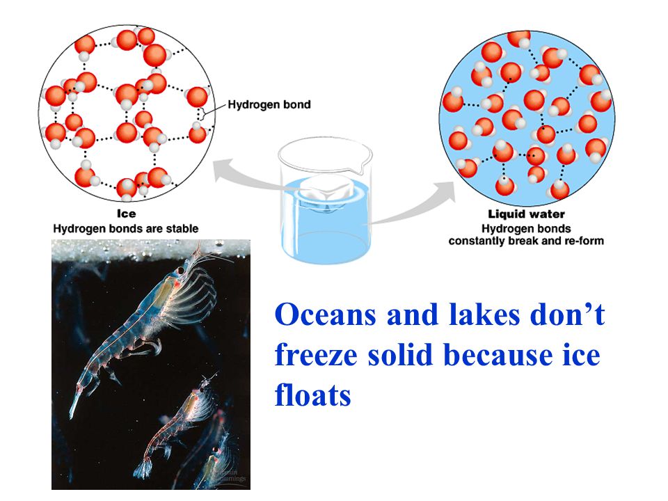 Oceans and lakes don’t freeze solid because ice floats