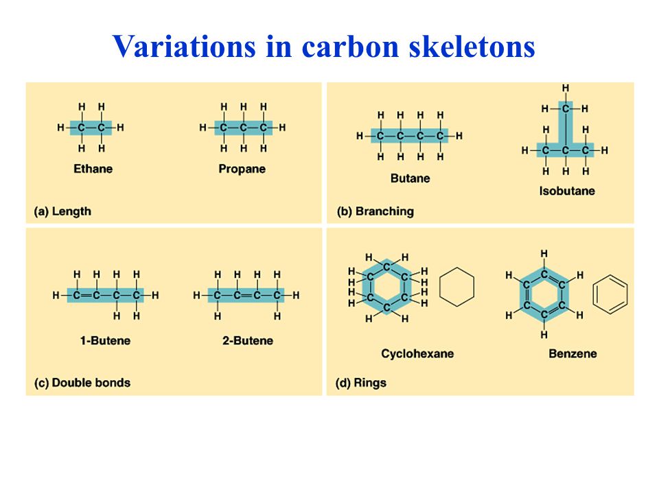 Variations in carbon skeletons