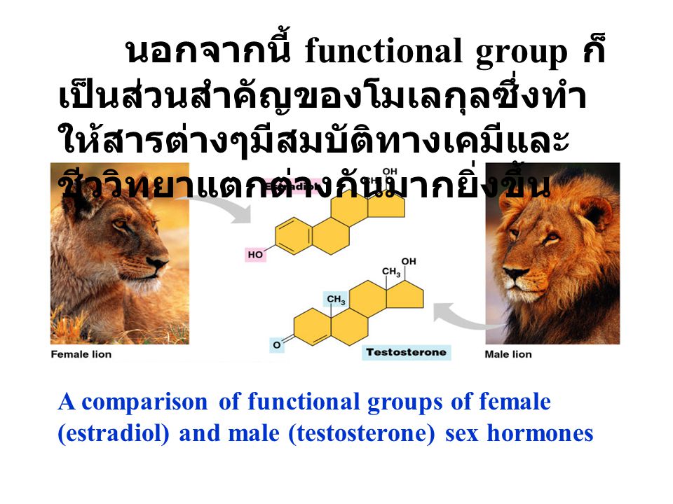 นอกจากนี้ functional group ก็เป็นส่วนสำคัญของโมเลกุลซึ่งทำให้สารต่างๆมีสมบัติทางเคมีและชีววิทยาแตกต่างกันมากยิ่งขึ้น