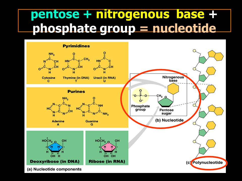 pentose + nitrogenous base + phosphate group = nucleotide
