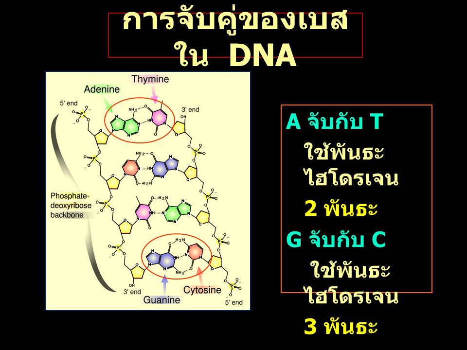 การจับคู่ของเบสใน DNA