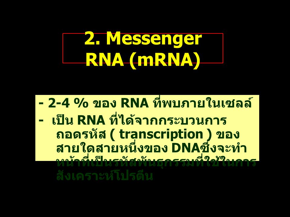 2. Messenger RNA (mRNA) % ของ RNA ที่พบภายในเซลล์