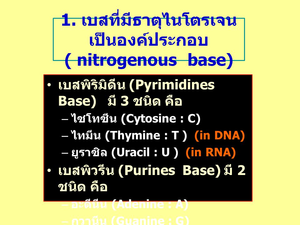 1. เบสที่มีธาตุไนโตรเจนเป็นองค์ประกอบ ( nitrogenous base)