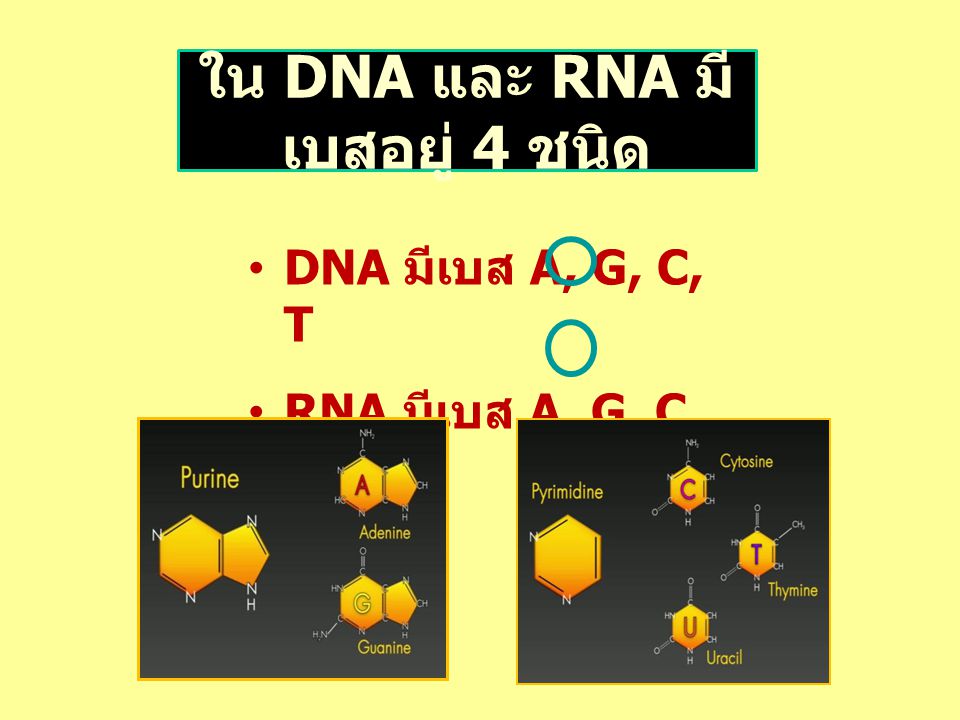 ใน DNA และ RNA มีเบสอยู่ 4 ชนิด