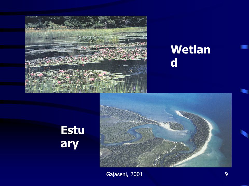 Wetland Estuary Gajaseni, 2001