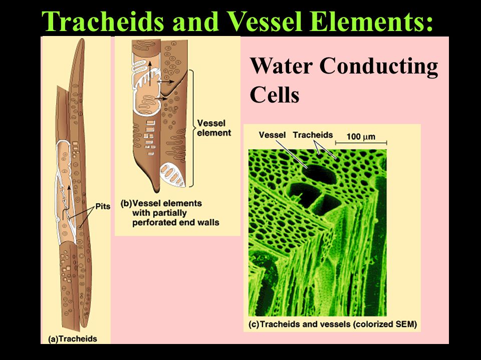 Tracheids and Vessel Elements: