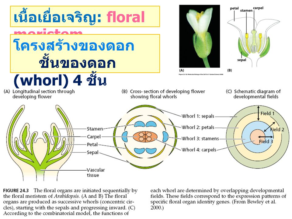 เนื้อเยื่อเจริญ: floral meristem