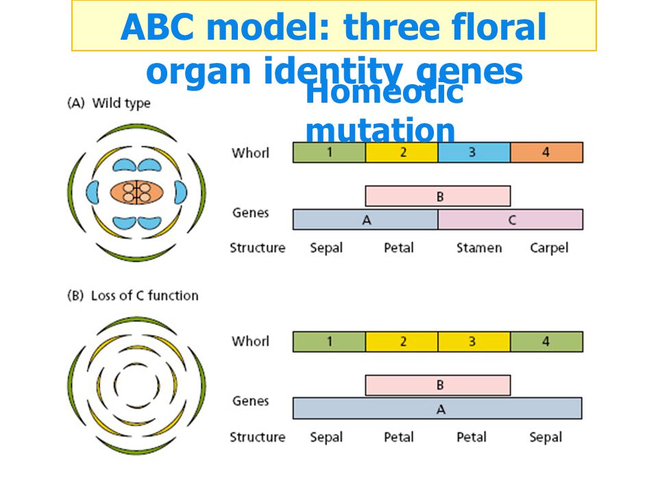 ABC model: three floral organ identity genes