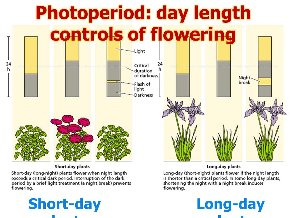 Photoperiod: day length controls of flowering